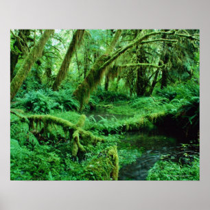 USA Washington, Nat OS. Parkera Hoh regnar Poster