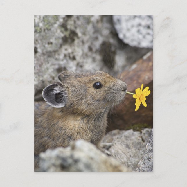 USA Washington, norr kaskadnationalpark, Vykort (Framsida)