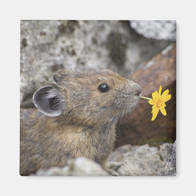 USA, Washington, North Cascades National Park Magnet (Framsidan)