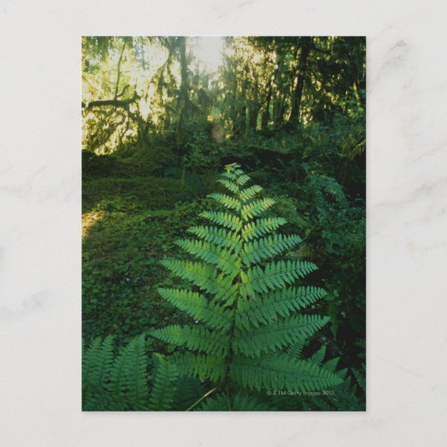 USA,Washington,Olympia National Park,Hoh River Vykort (Framsida)