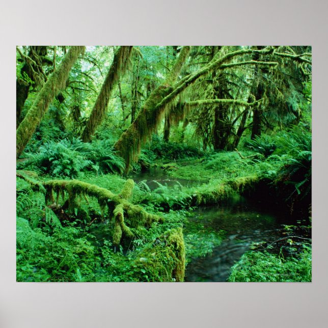 USA, Washington, Olympic Nat. Park, Hoh Rain Poster (Framsidan)