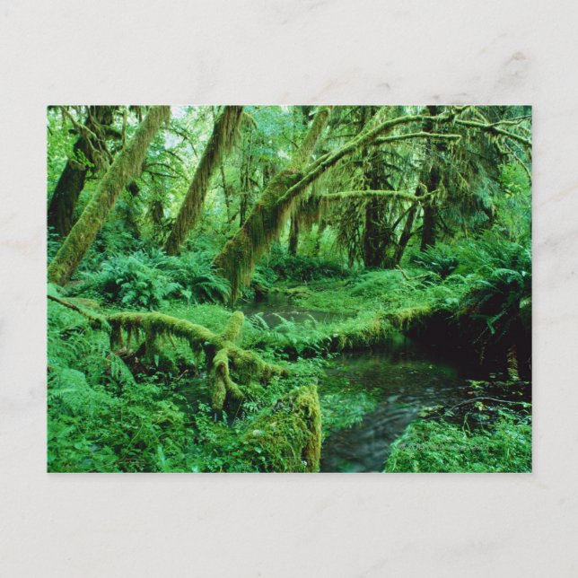 USA, Washington, Olympic Nat. Park, Hoh Rain Vykort (Framsida)