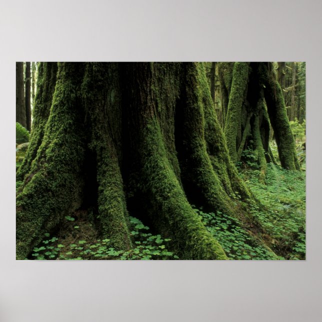 USA, Washington, Olympic National Park, 2 Poster (Framsidan)