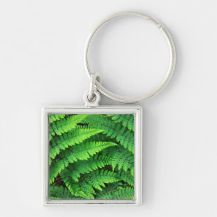 USA, Washington, Olympic National Park, Athyrium Fyrkantig Silverfärgad Nyckelring
