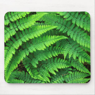 USA, Washington, Olympic National Park, Athyrium Musmatta