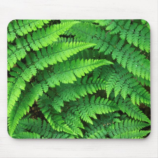 USA, Washington, Olympic National Park, Athyrium Musmatta (Framsidan)