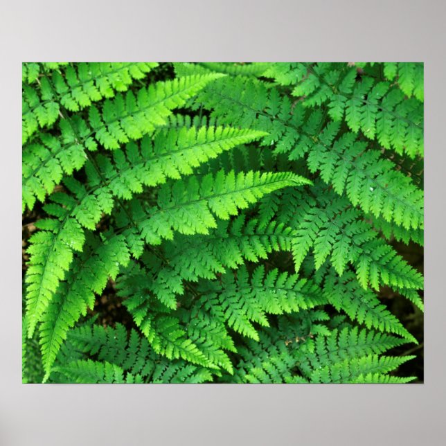 USA, Washington, Olympic National Park, Athyrium Poster (Framsidan)