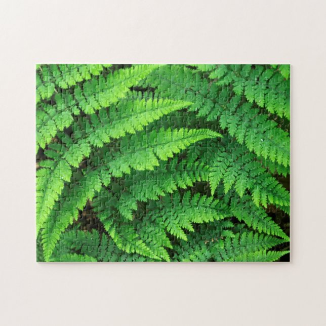 USA, Washington, Olympic National Park, Athyrium Pussel (Horisontell)