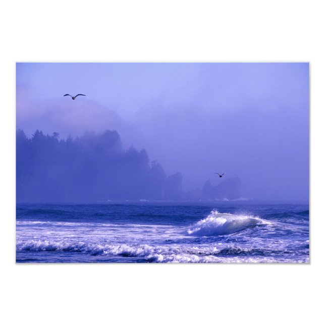 USA, Washington, Olympic National Park. Fog Fototryck (Framsidan)