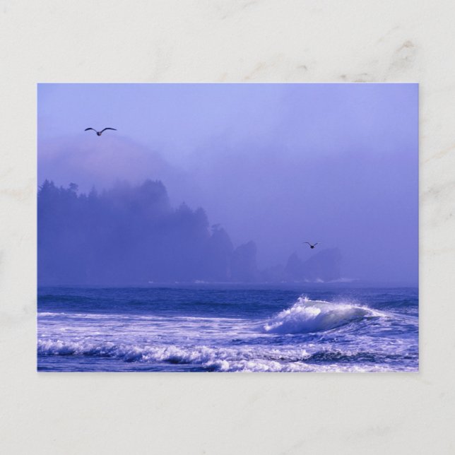 USA, Washington, Olympic National Park. Fog Vykort (Framsida)