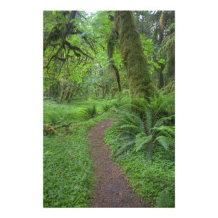 USA, Washington, Olympic National Park, Fototryck