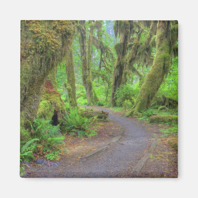 USA, Washington, Olympic National Park, Hoh 2 Magnet (Framsidan)