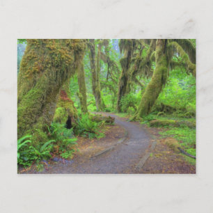 USA, Washington, Olympic National Park, Hoh 2 Vykort
