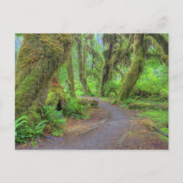 USA, Washington, Olympic National Park, Hoh 2 Vykort (Framsida)