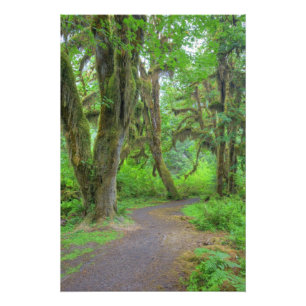 USA, Washington, Olympic National Park, Hoh Fototryck