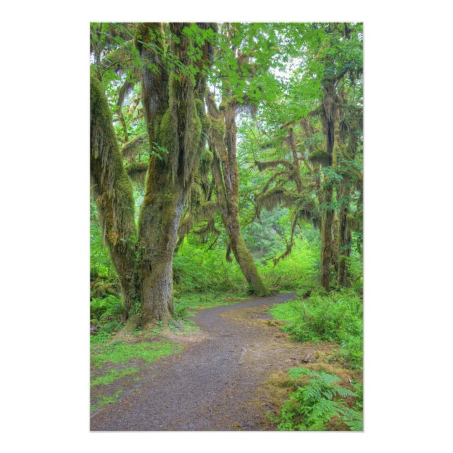 USA, Washington, Olympic National Park, Hoh Fototryck (Framsidan)