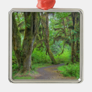 USA, Washington, Olympic National Park, Hoh Julgransprydnad Metall