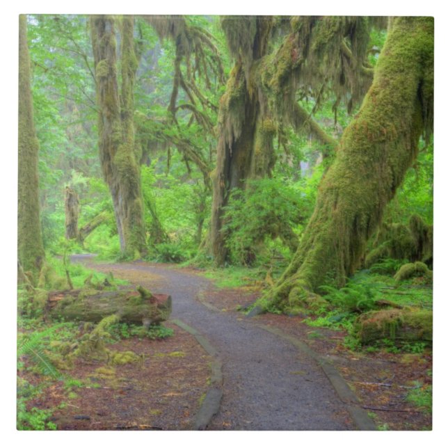 USA, Washington, Olympic National Park, Hoh Rain Kakelplatta (Framsidan)