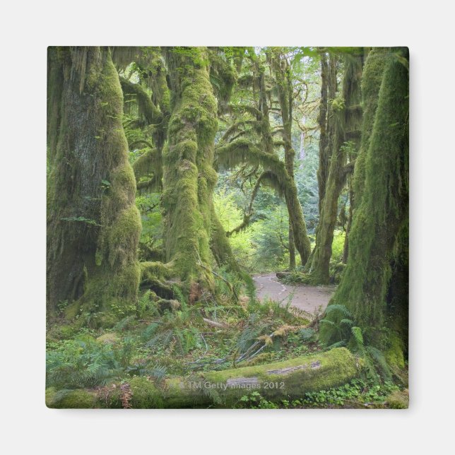 USA, Washington, Olympic National Park, Hoh Rain Magnet (Framsidan)