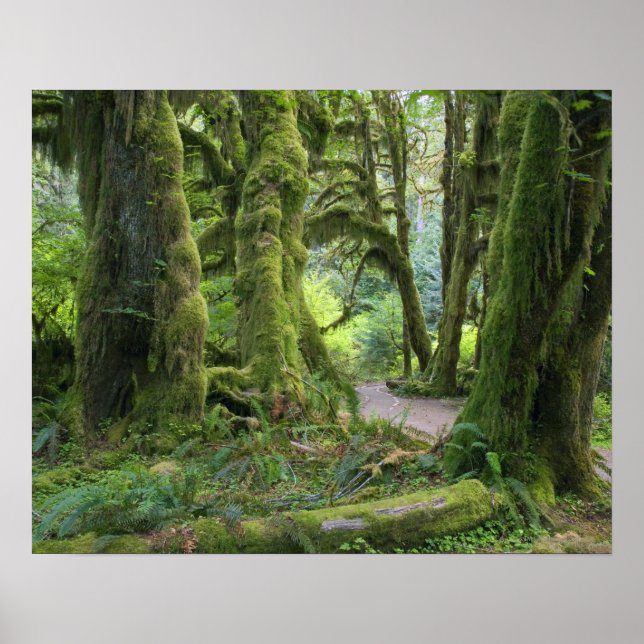 USA, Washington, Olympic National Park, Hoh Rain Poster (Framsidan)
