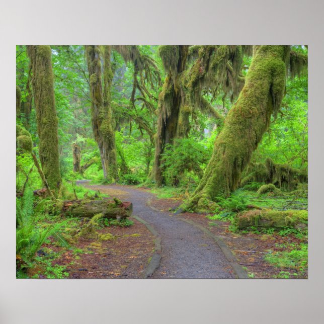USA, Washington, Olympic National Park, Hoh Rain Poster (Framsidan)