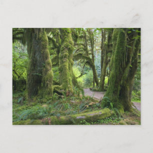 USA, Washington, Olympic National Park, Hoh Rain Vykort