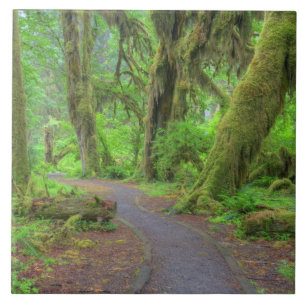 USA, Washington, Olympic National Park, Hoh-regn Kakelplatta