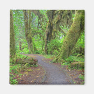 USA, Washington, Olympic National Park, Hoh-regnsk Magnet