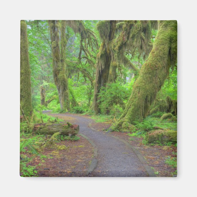 USA, Washington, Olympic National Park, Hoh-regnsk Magnet (Framsidan)