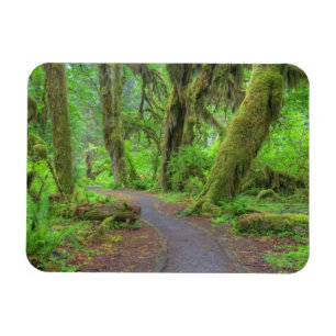 USA, Washington, Olympic National Park, Hoh-regnsk Magnet