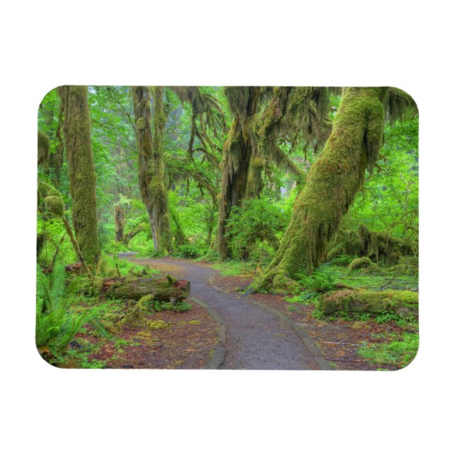 USA, Washington, Olympic National Park, Hoh-regnsk Magnet (Horisontell)