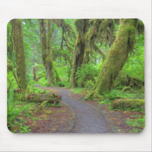 USA, Washington, Olympic National Park, Hoh-regnsk Musmatta