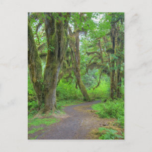 USA, Washington, Olympic National Park, Hoh Vykort