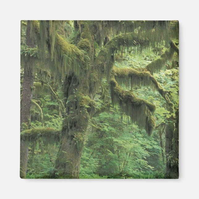 USA, Washington, Olympic National Park. Magnet (Framsidan)