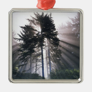 USA, Washington, Olympic National Park, Morgon Julgransprydnad Metall