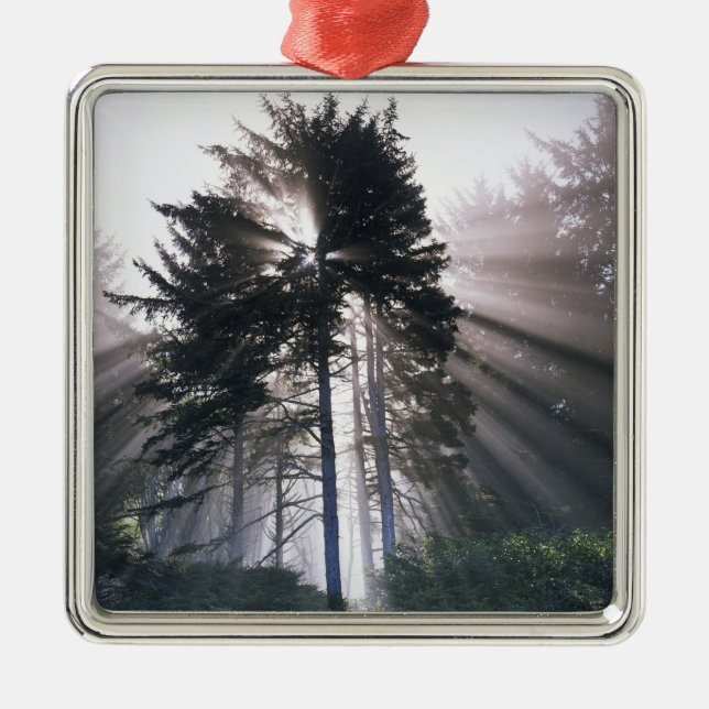 USA, Washington, Olympic National Park, morgon Julgransprydnad Metall (Framsidan)