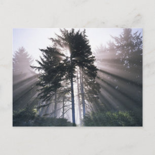 USA, Washington, Olympic National Park, Morgon Vykort