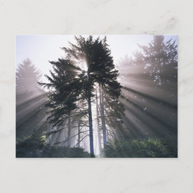 USA, Washington, Olympic National Park, Morgon Vykort (Framsida)