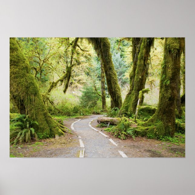 USA, Washington, Olympic National Park, Vandring Poster (Framsidan)