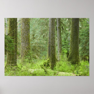 USA, Washington, Olympic National Park, Vår 3 Poster