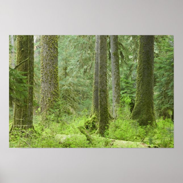 USA, Washington, Olympic National Park, Vår 3 Poster (Framsidan)