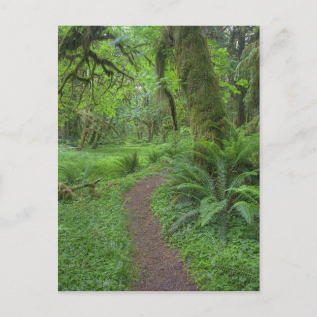 USA, Washington, Olympic National Park, Vykort (Framsida)