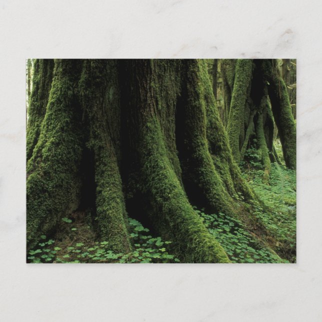 USA, Washington, Olympic nationalpark, 2 Vykort (Framsida)