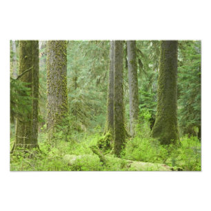 USA, Washington, Olympic nationalpark, vår 3 Fototryck