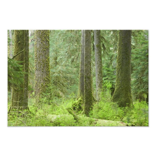 USA, Washington, Olympic nationalpark, vår 3 Fototryck (Framsidan)