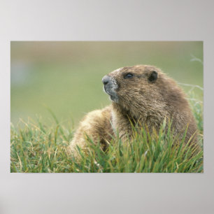 USA, Washington, Olympic NP, Olympic Marmot Poster
