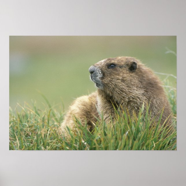 USA, Washington, Olympic NP, Olympic Marmot Poster (Framsidan)