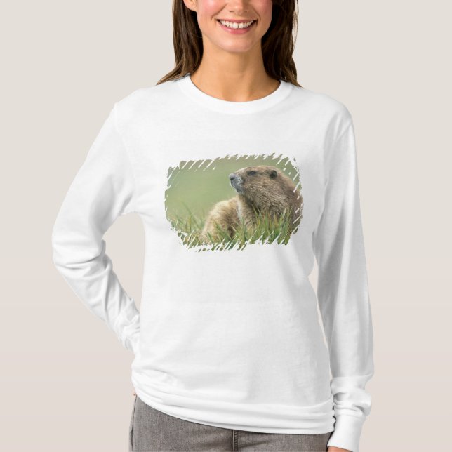 USA, Washington, Olympic NP, Olympic Marmot T-shirt (Framsida)