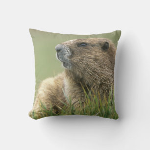 USA, Washington, Olympic NP, Olympisk murmeldjur Kudde