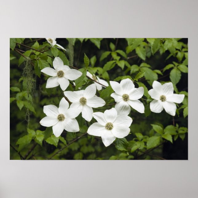 USA, Washington, Pacific Dogwood, Cornus Poster (Framsidan)